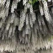 momoの画像