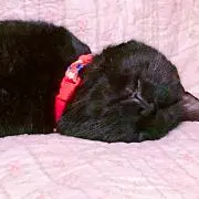 みー