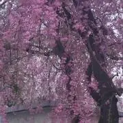 オリーブ