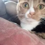 マロニー