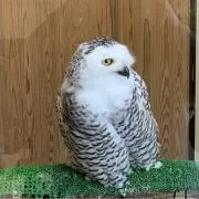 椛