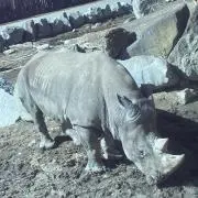 のすけ