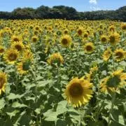 となりのひまわりの画像