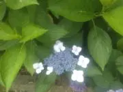 chiの画像