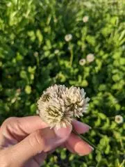 nnの画像