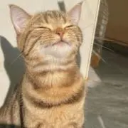 とみの画像