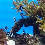トマト～自己紹介見てください～