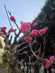 たまままの画像