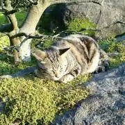 のししの画像