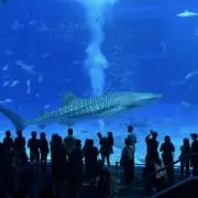 ともの画像
