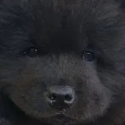 おふろっけの画像