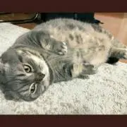 法仁