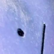 ポカホンタス