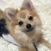 ゆかりん☆
