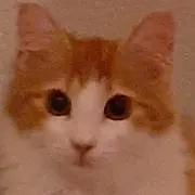 ぽぽたんの画像