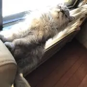 funieの画像