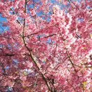 Motsukunの画像