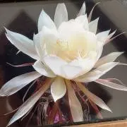 PinoLeoShopの画像
