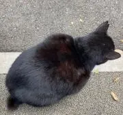 Maggyの画像