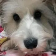ヒイロの画像