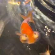 ツナ缶の画像