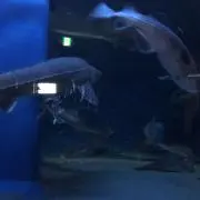 ぷに様