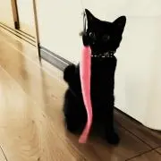 海のお魚さんの画像