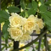 Pitoの画像