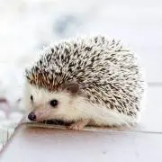 れん