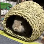 のすけの画像