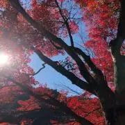 パンダの画像
