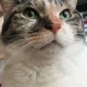 のらねこ
