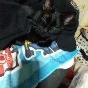 フラット88の画像