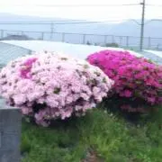 レム