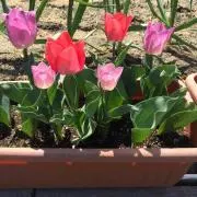 キャロットの画像