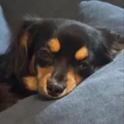ちくごろうの画像