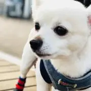 ちぴ。