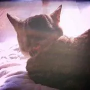 にゃん子の画像