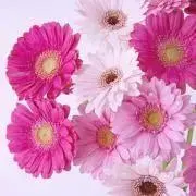 華