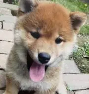 こむぎちゃんの画像