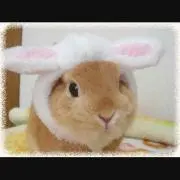 ゆーたん
