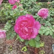 み❁お値下げに関してはプロフィールへの画像