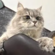 ロアの画像
