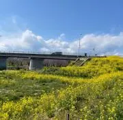 菜の花の画像