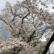 SOUの画像