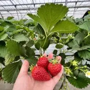 Ayumuの画像