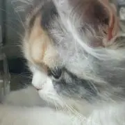 Amilk8の画像