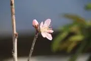 サンの画像