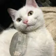 即購入OK! 白猫ランドの画像