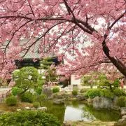 ぶたたの画像